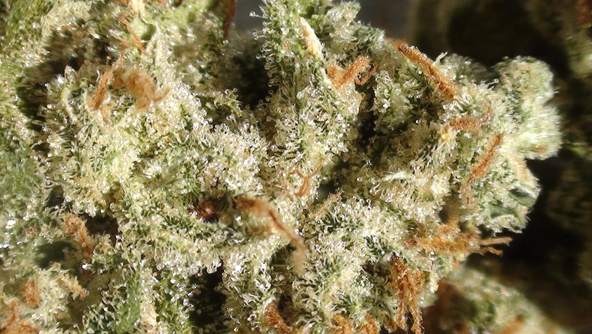 Strain: Amnesia Haze
Class: Sativa
Taste: Citrus and Earthy
*Makes you Uplifted, helps with Pain
#StrainoftheDay #Stoner #Weed #Strain #THC