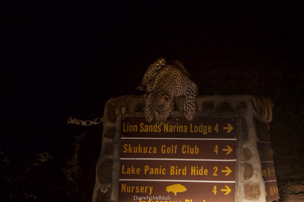 Lesean_World's tweet photo. Leopard trying to find direction. Skukuza, Kruger National Park.

#wildlifephotography #Bushlife #NatGeoWild #LeopardsOfKruger https://t.co/A51X8wYIaY