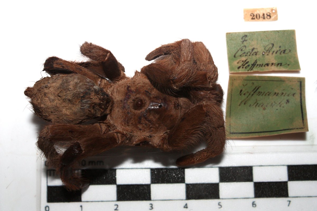 #bestcarcass. Syntype specimen of Costa Rican horned tarantula Sphaerobothria hoffmanni Karsch, 1879. Doesn't look a day over 135 years old!