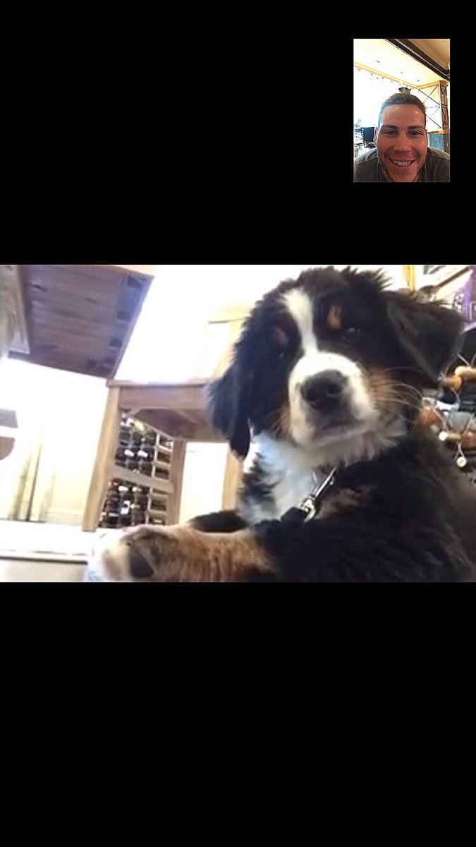 BeartheBernese's tweet image. Daddy??? Is that you... @JMighdoll @bernersforever @Training_Dogs_ @dogpiceveryday @puppydog_pro @OnlyCutePuppies #confused #techpup