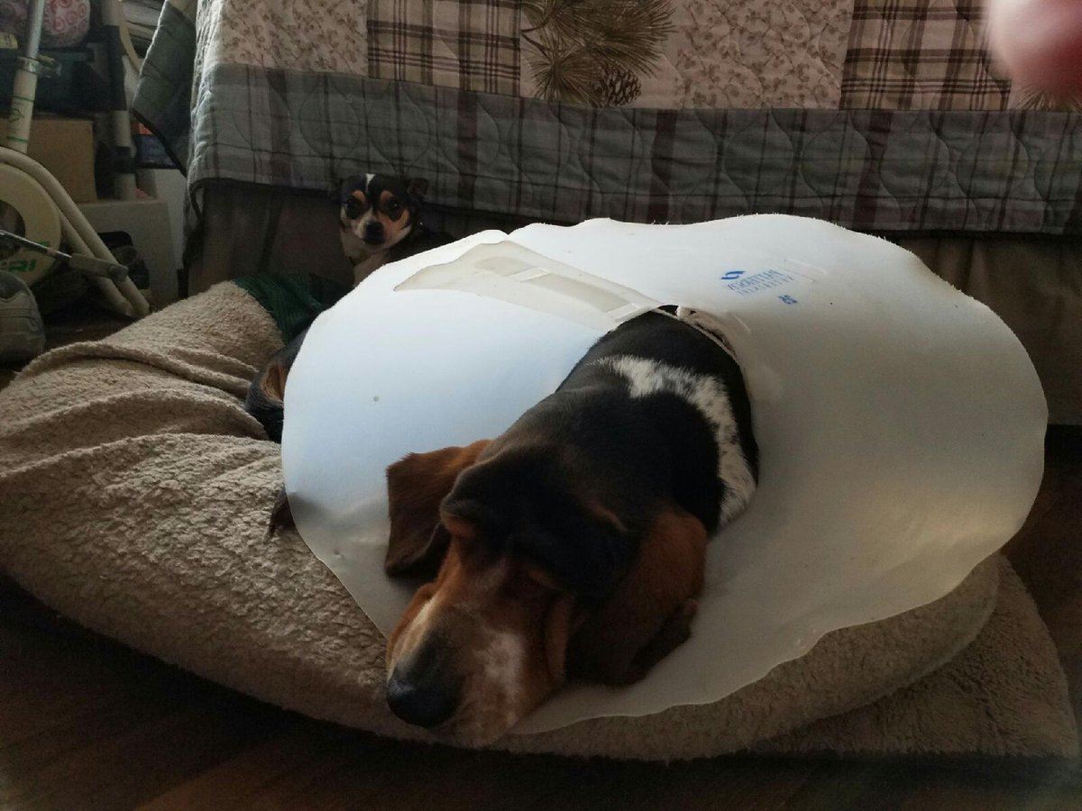 duffybetts's tweet photo. Not getting good reception with this satellite dish.  Least my ears fit.  They call this getting fixed. Whatever that means. #bassetproblems https://t.co/FqZ963LO48