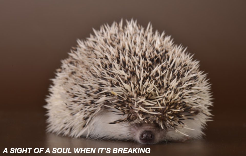 HEDGEHOGLYRICS's tweet photo. bad reputation - shawn mendes https://t.co/Sf1FnUlV4V