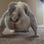 Photo by Dave The Rabbit (@RabbityDave)