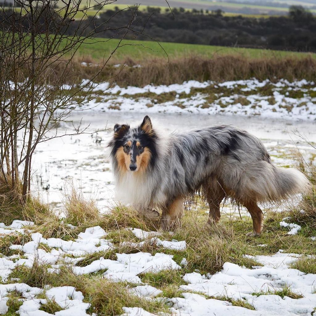 Stopping at a dewpond on the #southdowns 
#kithursthill #dewpond #snow #winter #coldcollie… ift.tt/2jkTDc6