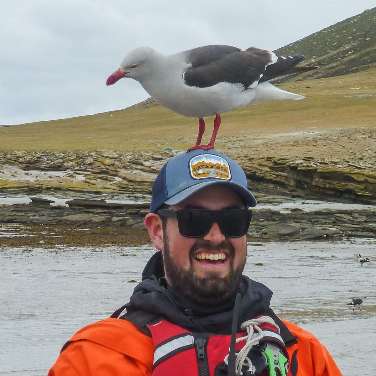 g_expedition's tweet photo. Bird Brains! #surprise #dolphingull #SaundersIsland #FalklandIslands #gadv https://t.co/apnXnuD0Us