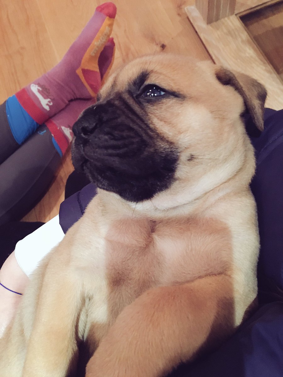 GS_Eventing's tweet image. She is just so cute 😍 @NMillsEventing @ClaireBowler @elliegreenan