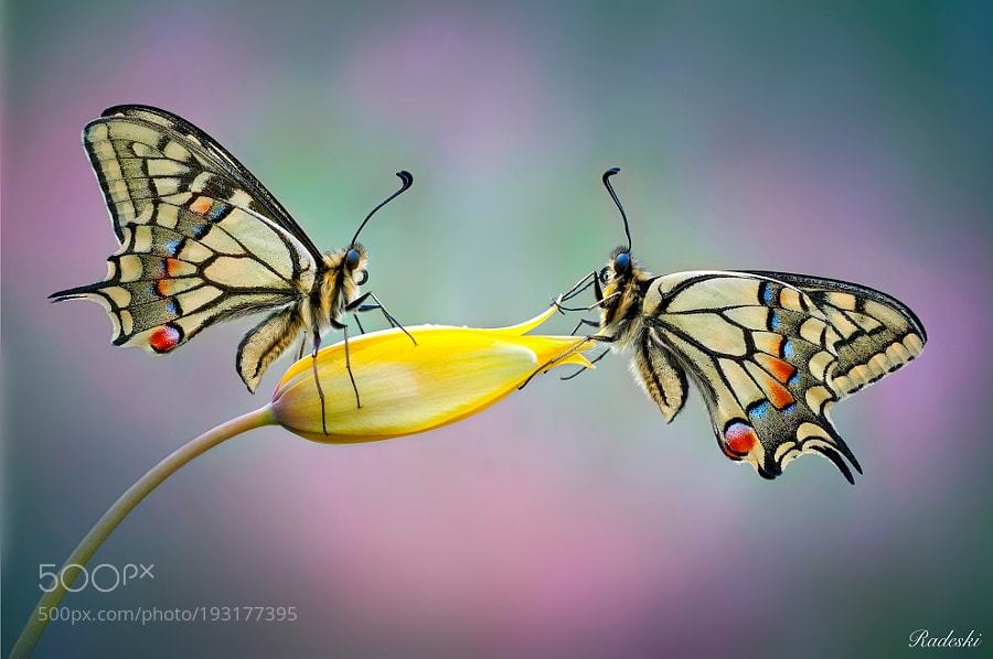 Randallr75's tweet photo. #Photography | A room for two | #PhotoOfTheDay #Travel #Photo https://t.co/rcDPhJK1HO