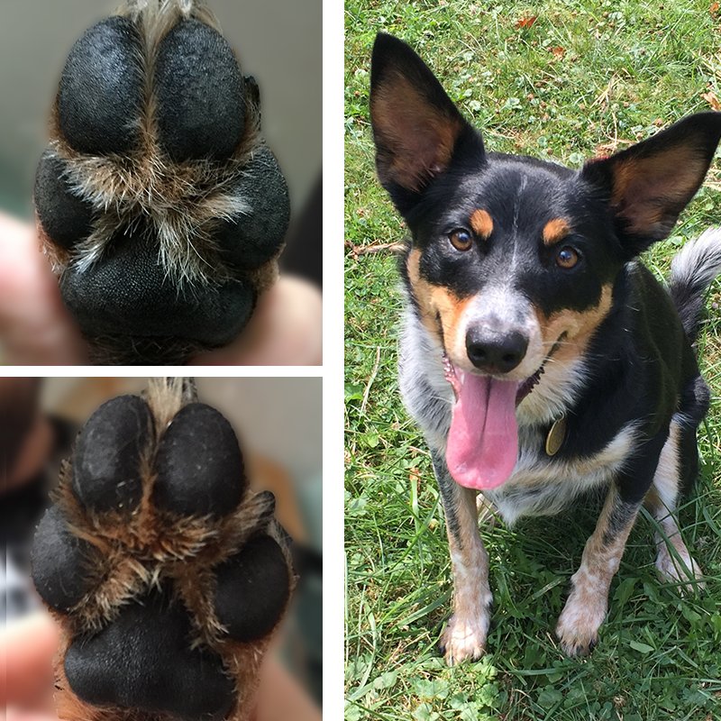 NaturalDogCo's tweet photo. "The results after one use of the #PawSoother are very obvious! I also got a #SpruceUpPup shampoo bar and it made his coat super soft!" https://t.co/KNururKwLm