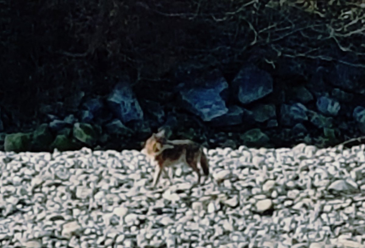 RBassam's tweet image. Coyote at Harbourview today. Rare to see them here and out during the day. Watch your small pets. #DNV #HUNGRYPREDATORS #SNOWPACK