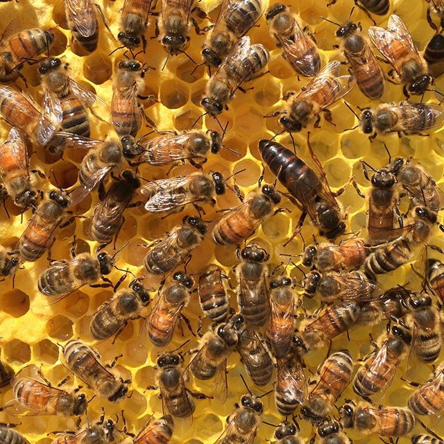 ChicoNutCompany's tweet photo. #Almond pollen is very nutritious for honey bees! Hives do well during pollination season &amp; usually leave stronger than they arrived. 🐝🍯 https://t.co/LpsJDYTq2b