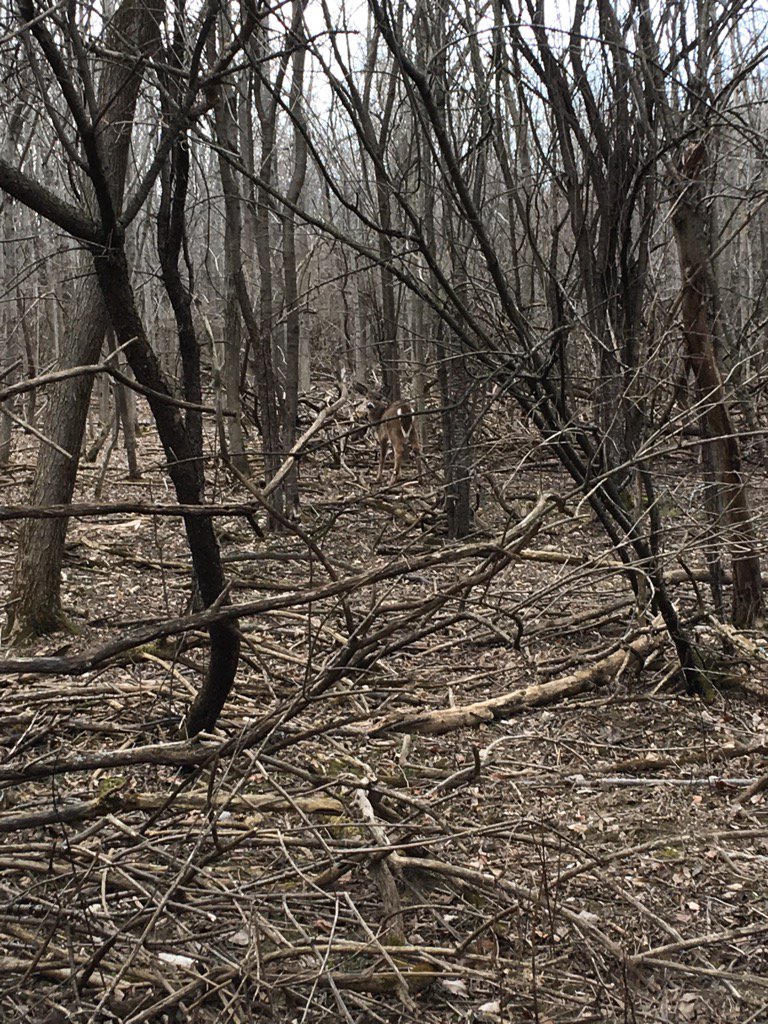 wiz2bishop's tweet photo. Look into the forest and see all that lives..... https://t.co/C9y7QNt5No