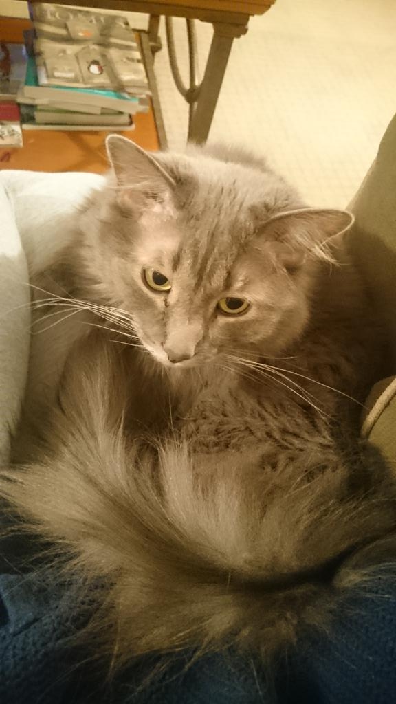 mika_shima's tweet image. Found her! #catlife #latenightcuddles #purringmachine