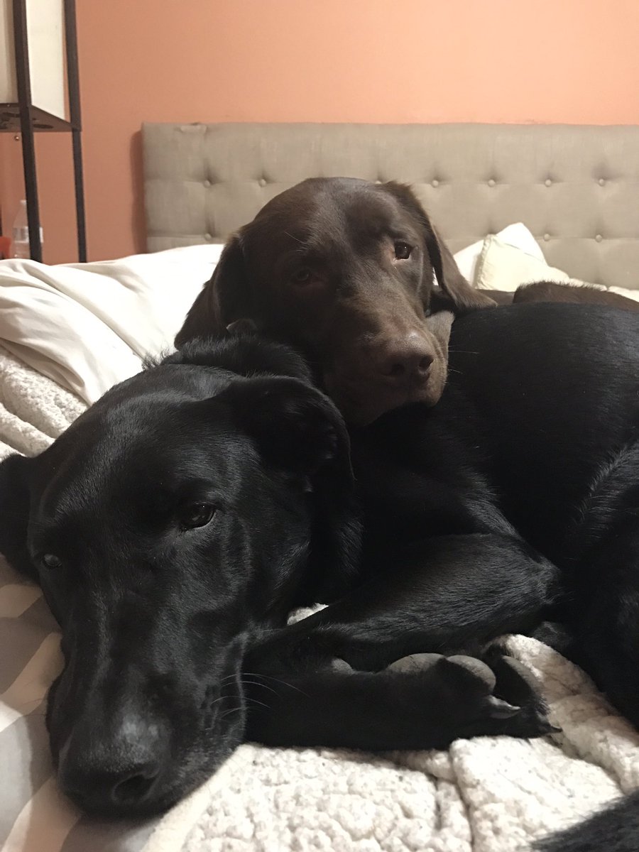AllDayAnimals's tweet photo. @scotirishROSE uh oh!! My pups are preparing for the ice storm tomorrow 😬 https://t.co/rFtckDcEDL