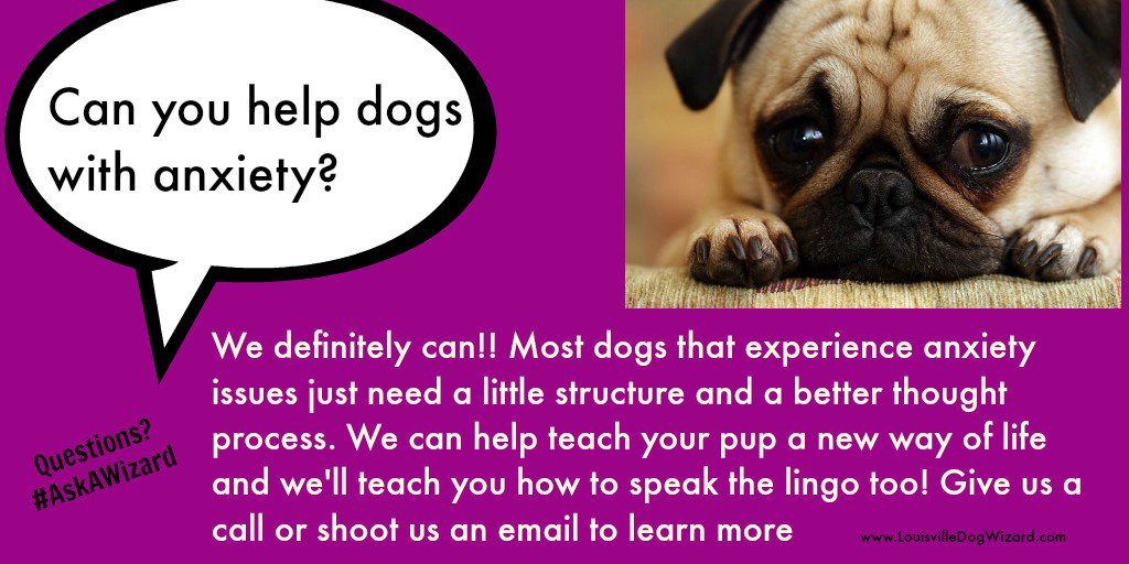 DogWizardLvKy's tweet photo. Does your dog's behavior bother you? Or have a quirk you want to understand? Just #AskAWizard & get real answers from Louisville Dog Wizard https://t.co/xwEfzDXZ4u
