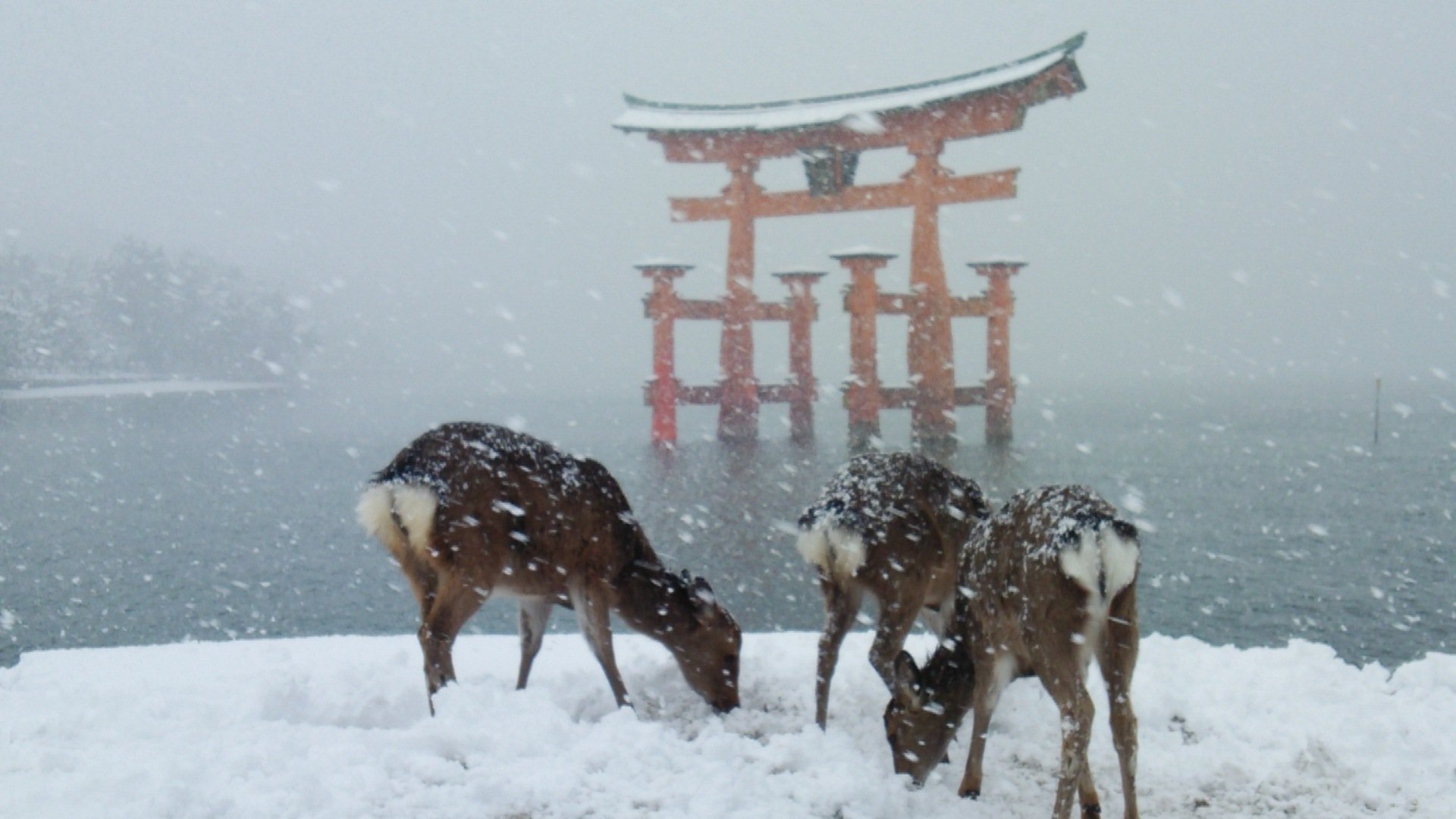 Fuku4ma3q P 雪の厳島神社 こんな景色めったに見られませんよね 美しいです 厳島神社 宮島 雪 広島 世界遺産 鹿 御朱印 T Co Q1kkp3usgj Twitter