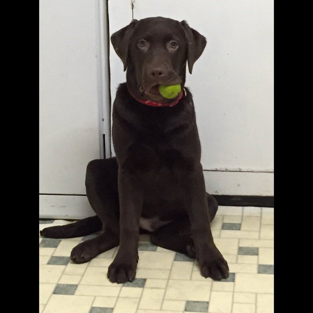 MiaFitzMusic's tweet photo. He's got a lime..which he won't give back! 😊 #puppy #chocolatelab https://t.co/X5GtrxUvOD