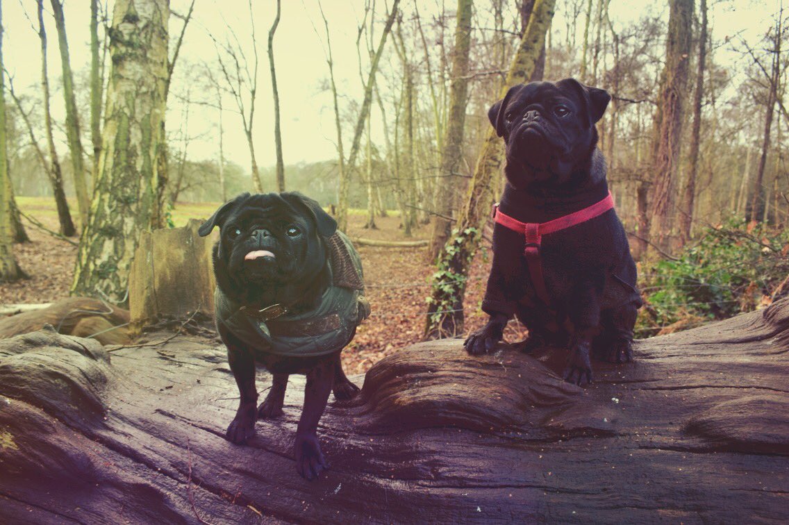 islingtondogs's tweet photo. Hampstead Heath walks with Frankie &amp; Terry pug! #naturepugs #itsadogslife #puglife #dogwalker #hampsteadheath https://t.co/MI0AKSvwmW