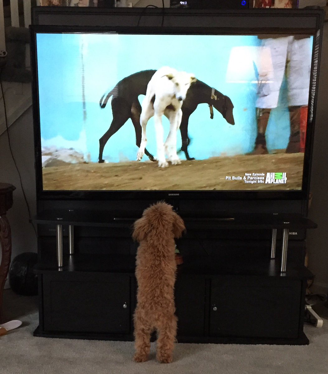 jfjackie1's tweet photo. Shana watches dogs on tv https://t.co/cEcAWzah9n