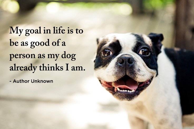 AmerAttorneys's tweet photo. They inspire us to be the best person that we could be! In return, help us help them today. Support us now at https://t.co/Hkh5ilg3ia 🐶💖 https://t.co/1SnBxOOQyt