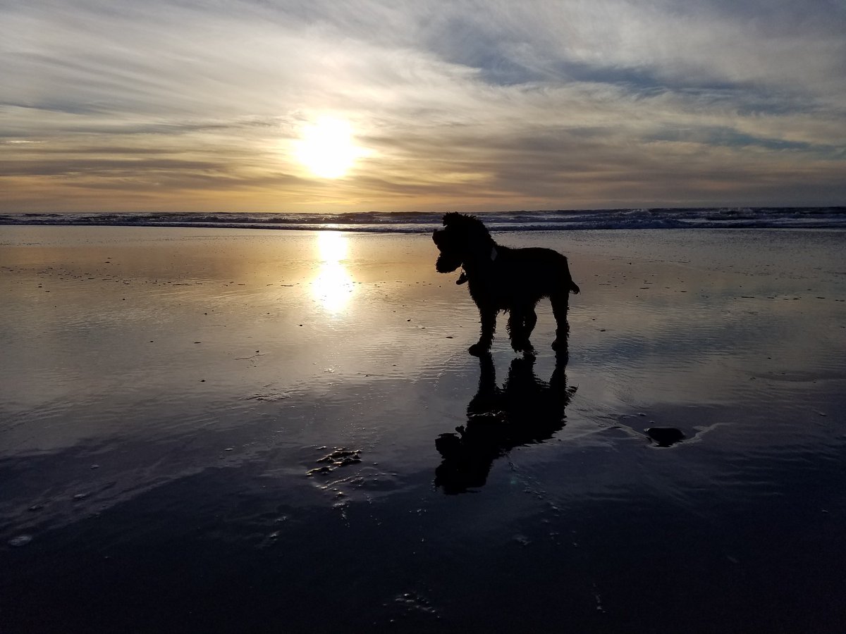 zubsb's tweet photo. Weekend sunsets #loveyourfuzzy #lifeofmo https://t.co/9bjrmuMNsj