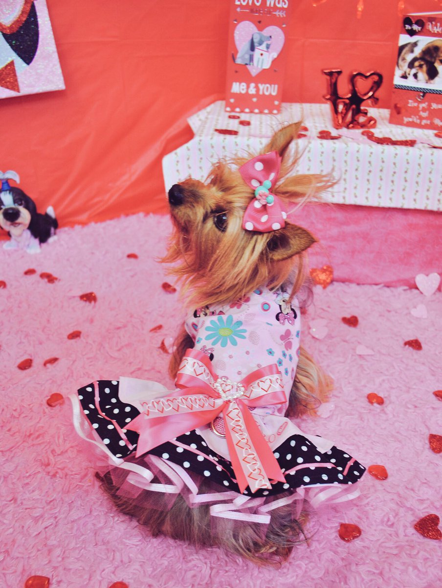 Nocamp's tweet photo. Check out my new #ValentinesDay dresses! https://t.co/hfJ8SRzzJ9 https://t.co/yRP8MMelHo