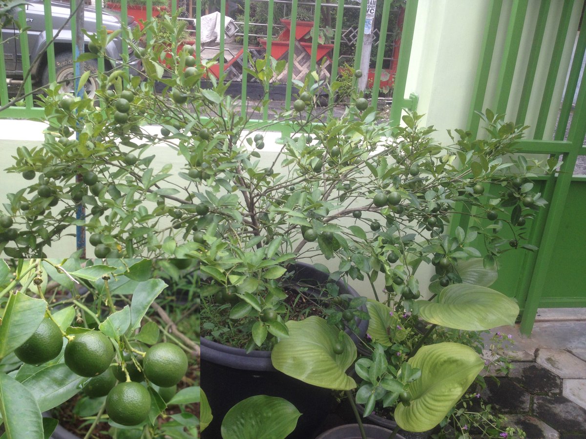 munhaji's tweet photo. JERUK MONDE #AdoptTree #BapakAsuhPohon https://t.co/xGXkN2HKE7
