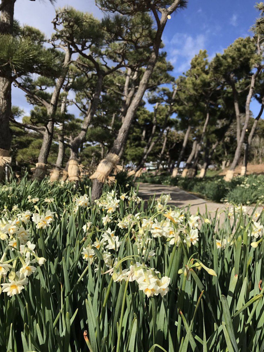 石川たくみ 城ヶ島水仙まつり 開催中 現在五分咲き程度です 城ヶ島は県内屈指の水仙 の名勝地です 毎年1月上旬から2月中旬頃まで約70万株の八重水仙が咲き誇ります 三浦市 城ヶ島 水仙 水仙まつり 神奈川県