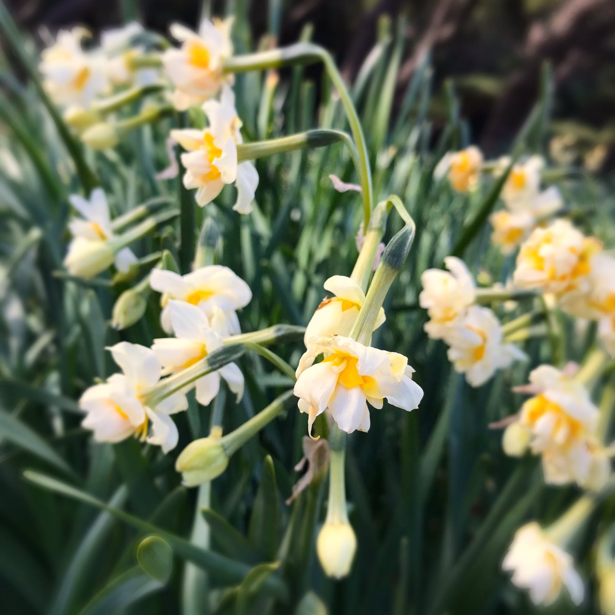石川たくみ 城ヶ島水仙まつり 開催中 現在五分咲き程度です 城ヶ島は県内屈指の水仙 の名勝地です 毎年1月上旬から2月中旬頃まで約70万株の八重水仙が咲き誇ります 三浦市 城ヶ島 水仙 水仙まつり 神奈川県