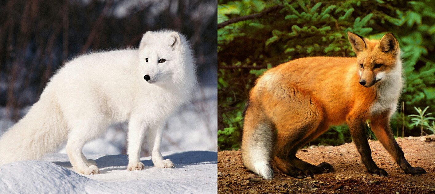 Fox best sale fur colors
