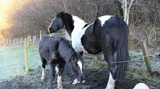 HopePastures's tweet photo. We are now desperate for #volunteers even an hour filling haynets (no experience needed) makes our workload so much easier #leeds https://t.co/5d5ORbSsQH