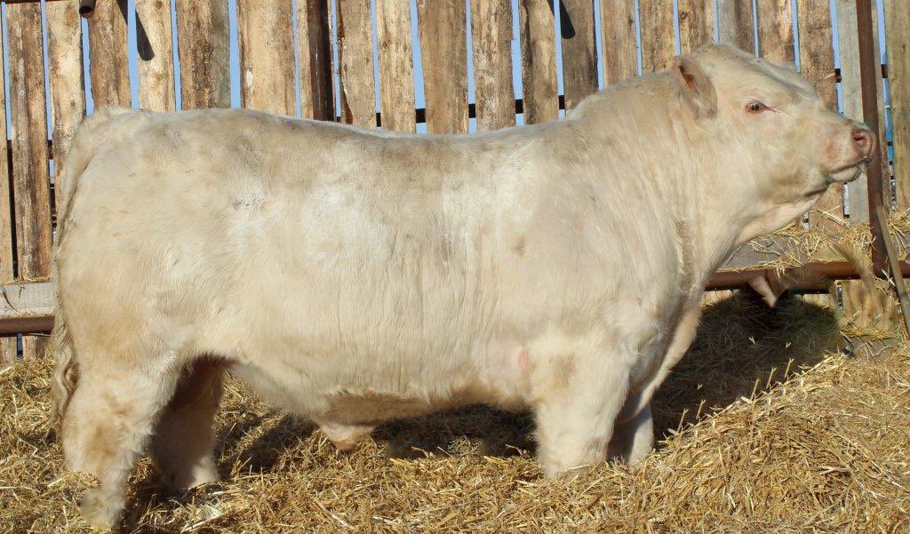 WJS DoneRight 35d. JDF Bartender son sells March 7 at the Built Right Bull Sale in Provost Ab