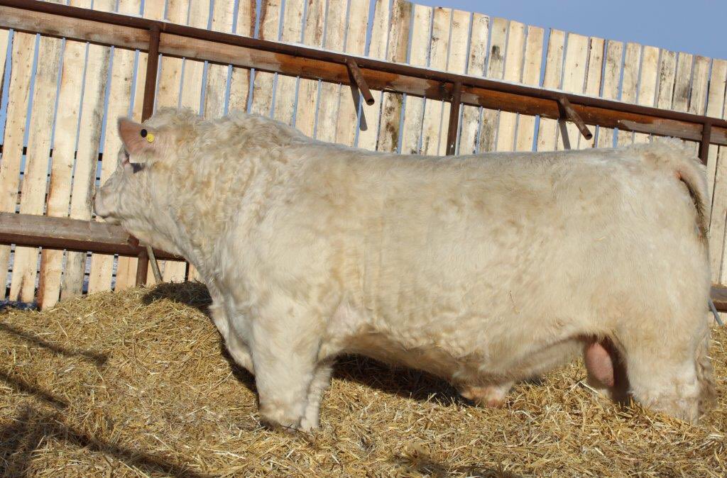 WJS Double Down 4d. This CML Encore son sells March 7th at the Built Right Bull Sale,  Provost AB