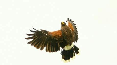 Paper_teach's tweet image. youtu.be/NGQixcRInow, второй семинар для инструкторов