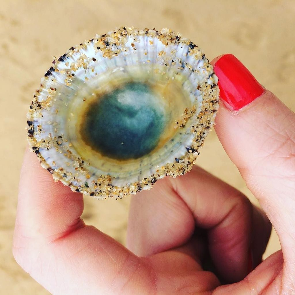TheSchoolOf_You's tweet photo. Check out this little beauty! Love going back to kid mode and searching the beach for shel… https://t.co/oziNqyidxf https://t.co/ontGFz9IeP