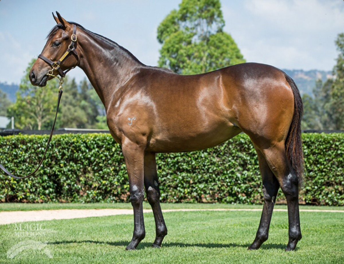 CraigRounsefell's tweet photo. Love the I Am Invincible filly I purchased from @yarramanpark for @RegalBloodstock for a bargain $80k at @mmsnippets today! #Lot850 https://t.co/blcyNWsty6