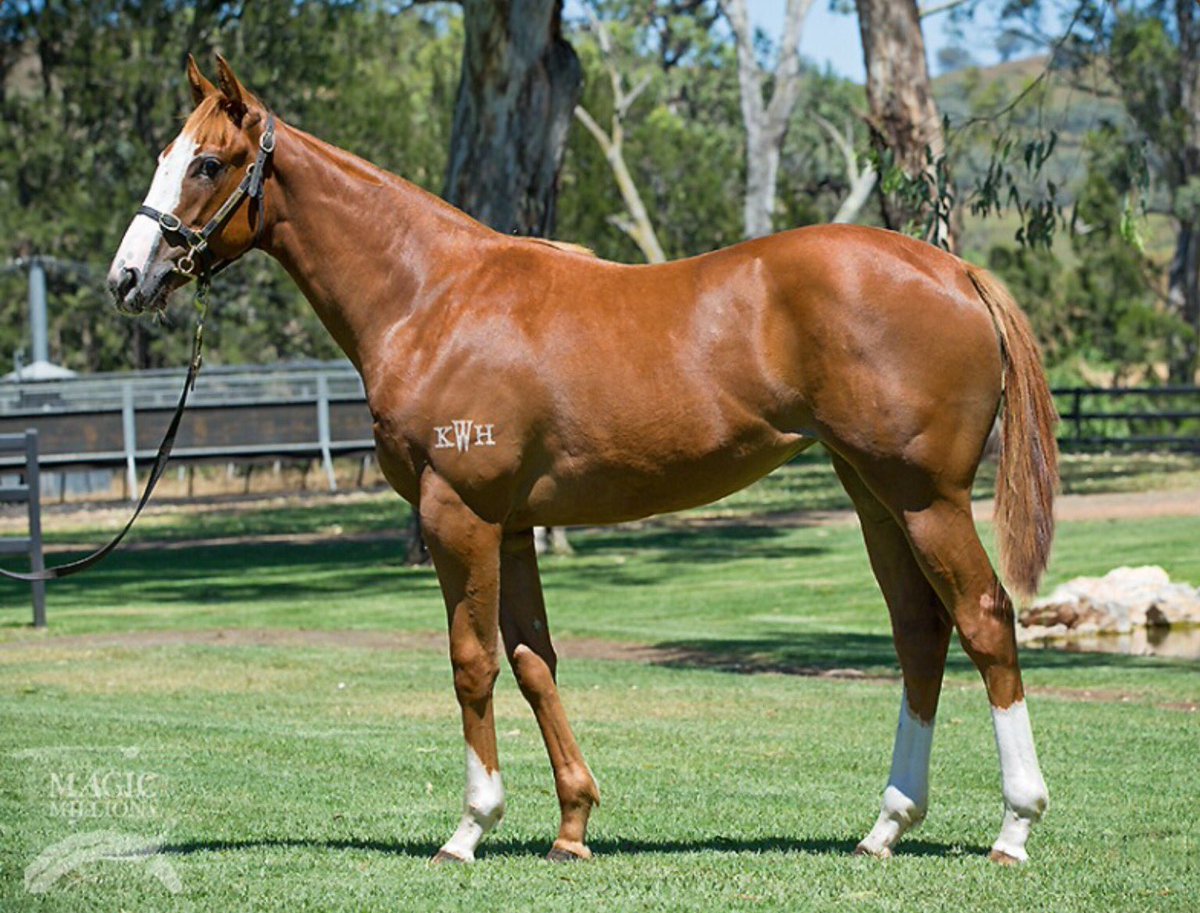 CraigRounsefell's tweet photo. Final @mmsnippets purchase Lot861 with @domainthorough a beautiful Lope de Vega filly from @KitchwinHills $75k -3rd dam bluehen Park Express https://t.co/volJinPGCC