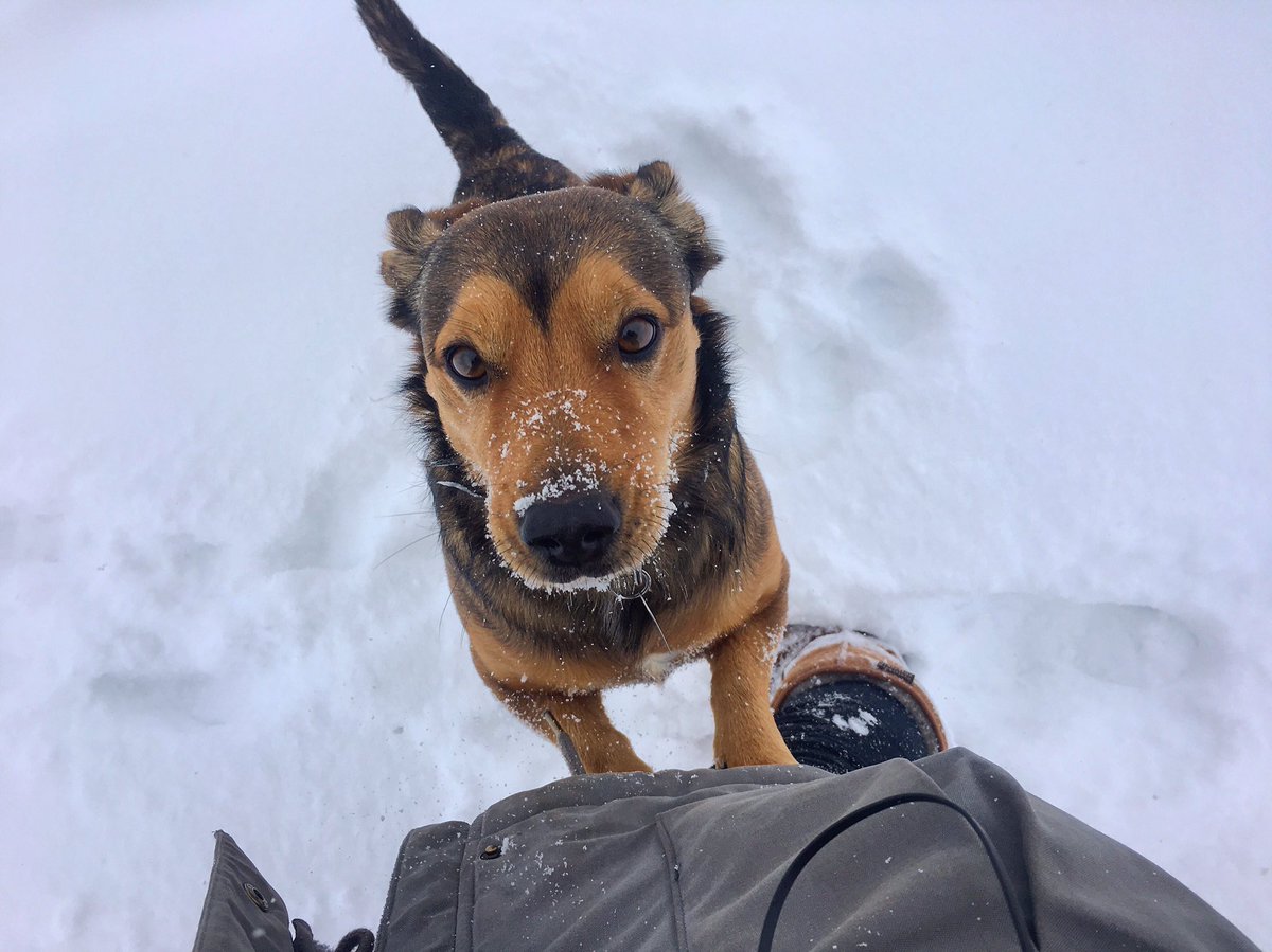 WokSkiValTho's tweet photo. Good Morning from me and my snow dog! #beau #beautravels #snowyface #valthorens https://t.co/6CsursejGe