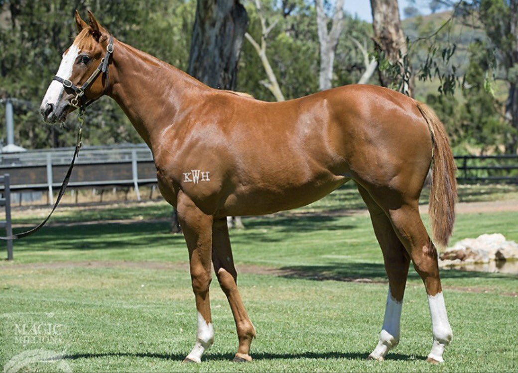 domainthorough's tweet photo. Here's our 2 sensational buys from @mmsnippets both going to @CumaniRacing to train. Selected by @CraigRounsefell #getinvolved #earlyrunners https://t.co/gvgSBNNhf7