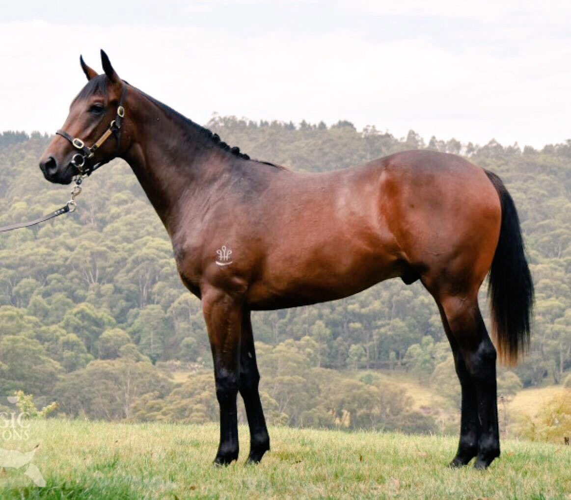 domainthorough's tweet photo. Here's our 2 sensational buys from @mmsnippets both going to @CumaniRacing to train. Selected by @CraigRounsefell #getinvolved #earlyrunners https://t.co/gvgSBNNhf7