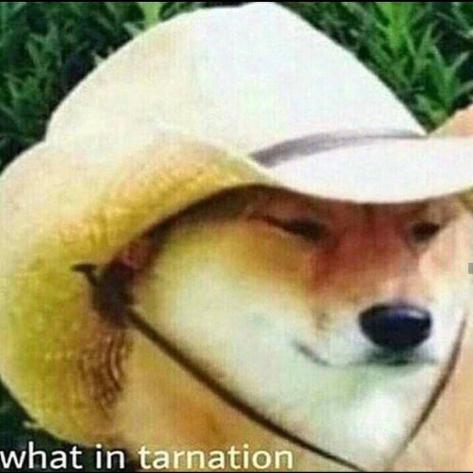 oldmoneybabe's tweet photo. when you're from Texas &amp; go to a diff state &amp; they say 'you all would have' instead of y'all'd've https://t.co/87or0ZwqrA
