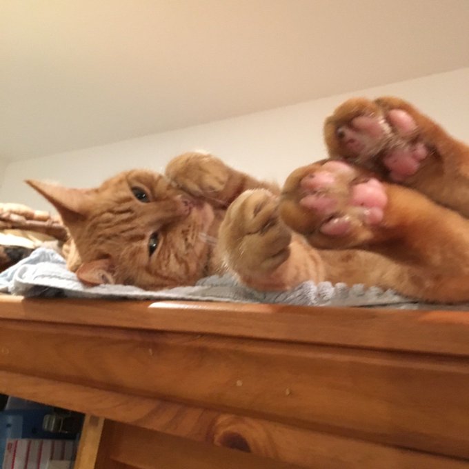 My son, Juice https://t.co/o9w4rs7jNJ