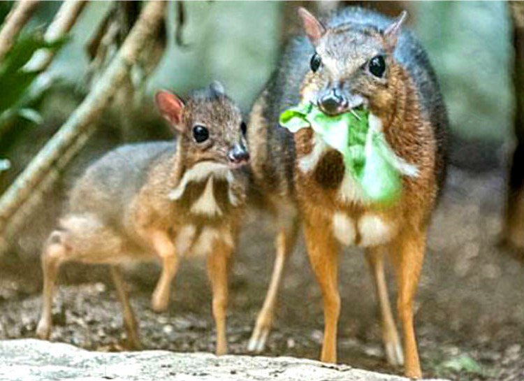 Twitter पर シャーの動物図鑑 ジャワマメジカは ウサギ ほどのサイズしかない世界最小のシカです 東南アジアに生息し 体長は30 45cm 体重は0 7 2kgです ダイエットの心配はしなくて良いっすね ジャワマメジカ シカ