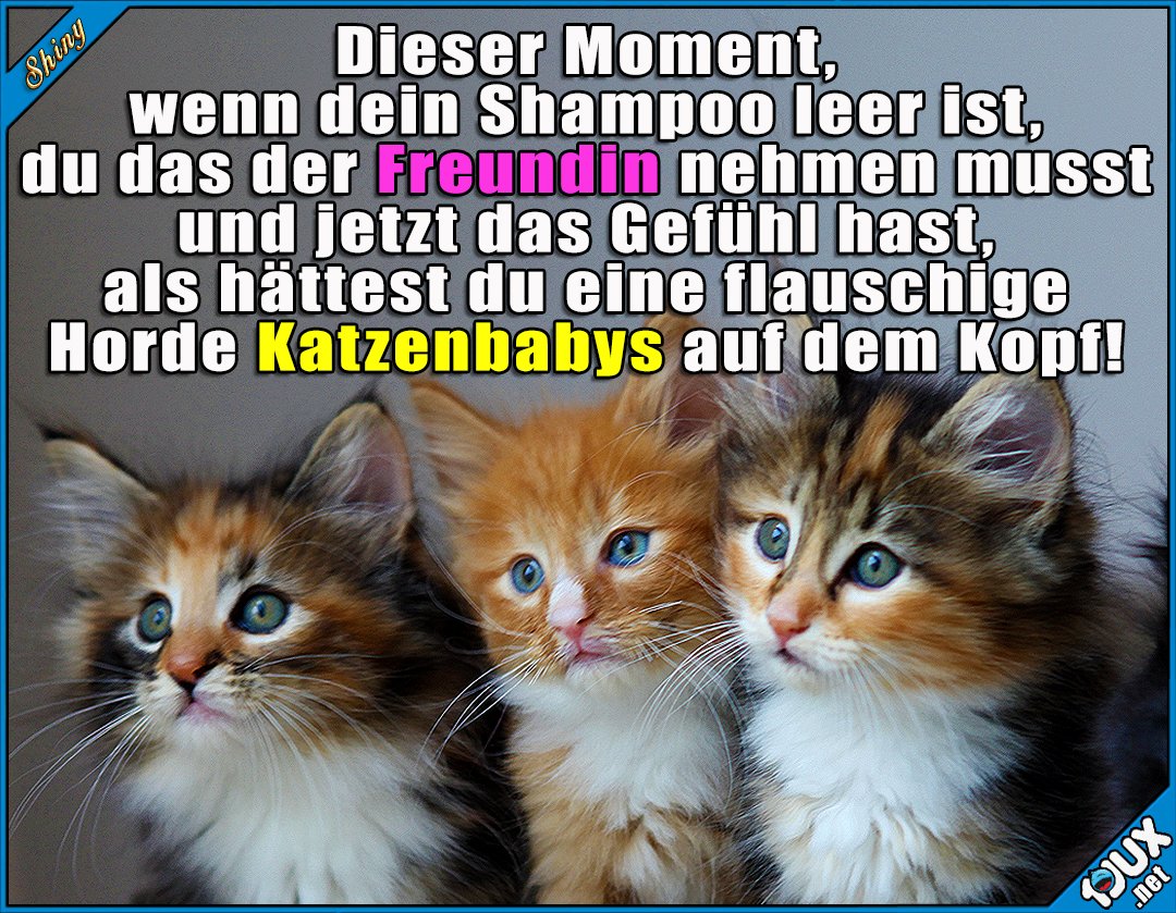 Shiny Bloss Nicht Zugeben Dass Es Toll Ist T Co Rqxutlb72t Katzenbaby Katzenbabys Katzen Katze Flauschig Beziehung Humor T Co Svczamsiqx