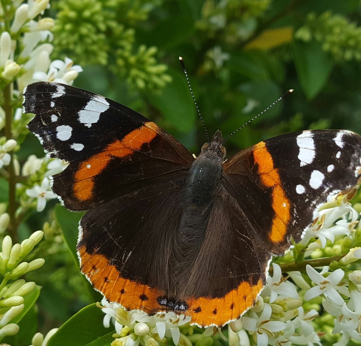 pimlemmers's tweet photo. Yes we can help the #bees #butterflies and #bumblebees. Bring the #flower back in the garden! @MeadowInGarden @seed_ball @OpSteenbreek https://t.co/wd6VRNW5jp