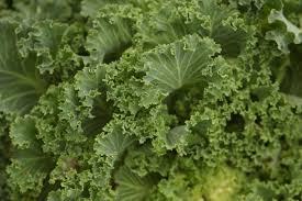 In season in January - Kale, Great is soups and stews or Try it sautéed with chilli and garlic #Knutsford #Food #Veg #Fruit #Delivery #Local