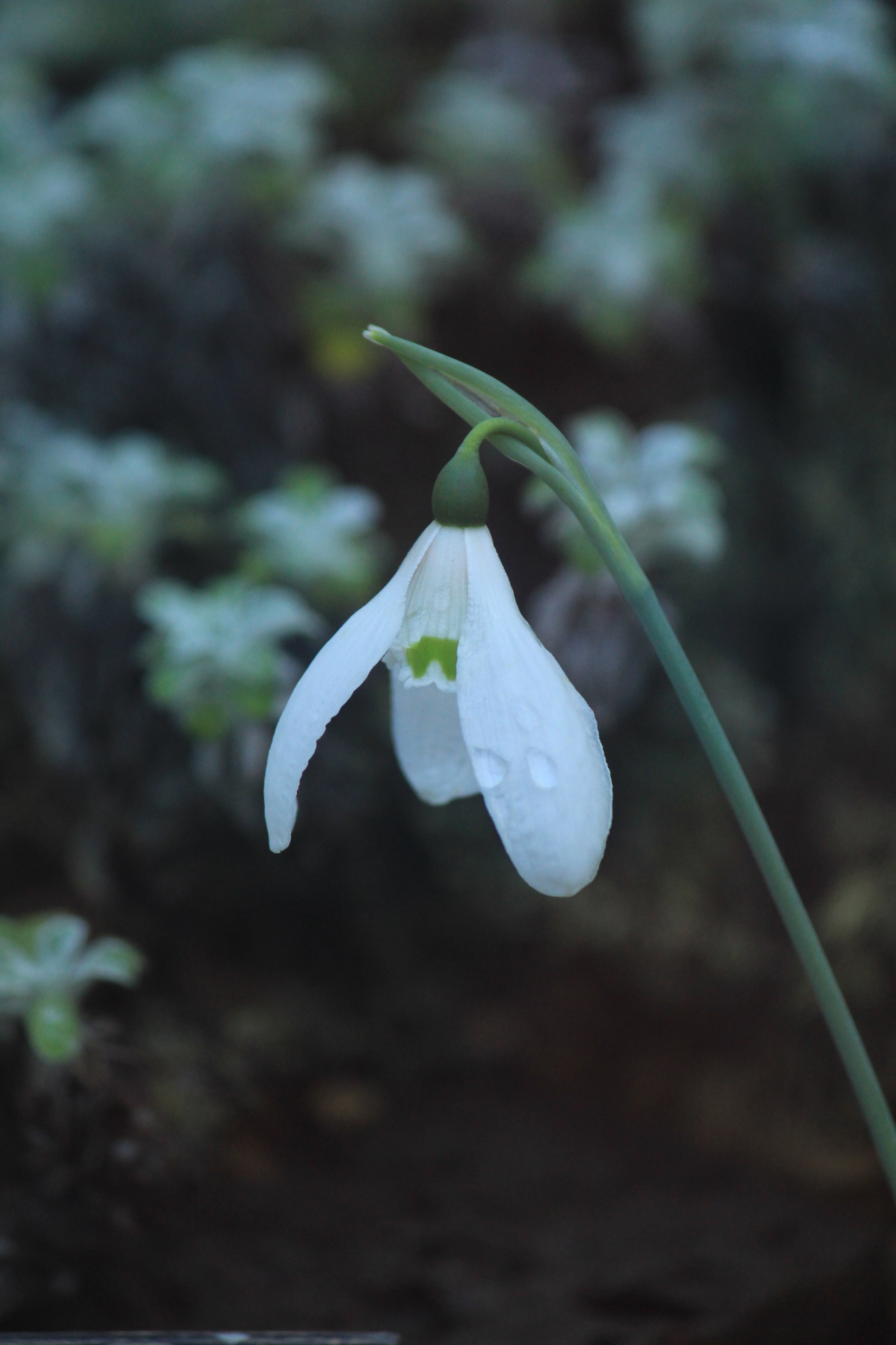 咲くやこの花館 Twitter पर 花の中央にある緑色の斑点が特徴の ガランサス エルウェシー スノードロップ や 大待雪草 オオマツユキソウ とも呼ばれています 今日は大阪市内でも この花のような真っ白な雪がちらつきました とっても寒いですが 皆さま