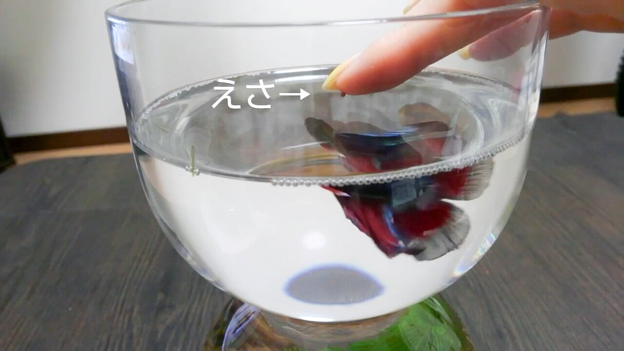 ハムちゃんに癒されたい兼業主婦 Twitter पर うちのベタ ベティちゃん 手からエサを食べる可愛いやつ ベタ 熱帯魚 なつく 可愛い 動画もアップしてます T Co Vfvnyfmc61 T Co T0rx9ntcur Twitter