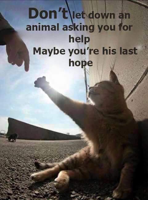 SkittlesFriends's tweet photo. @Red_and_Cats The Community cats at the big guys work Thank you, for remembering our Feral/community Furrends this winter #helpcatsinneed 💖 https://t.co/QUDJk4cTjf