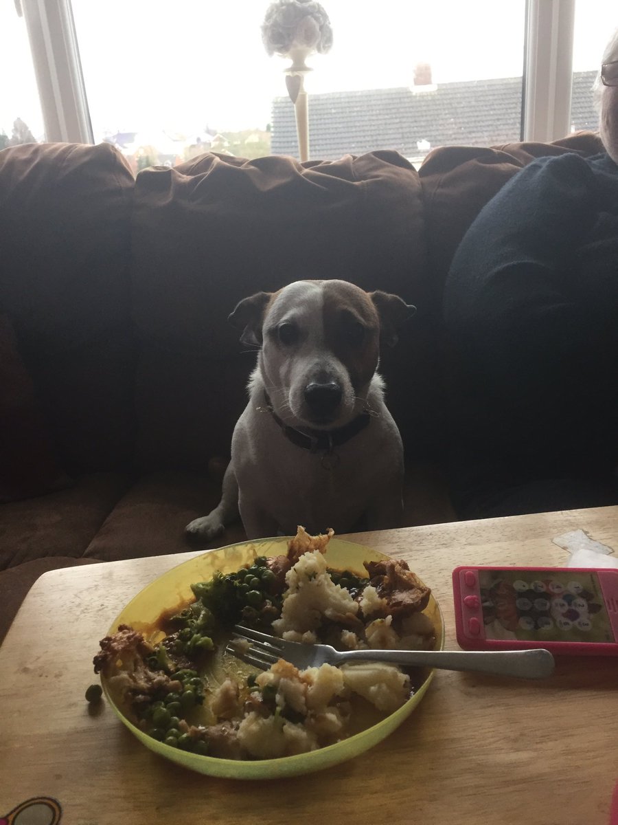 murden_4's tweet photo. Please may I have my dinner https://t.co/waSNbBmgd9