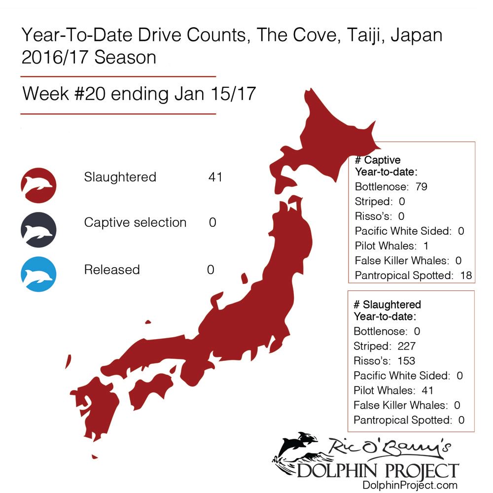 Dolphin_Project's tweet photo. Two species of dolphins slaughtered during week #20 of Taiji's drive hunts. Take action: https://t.co/BkupXmhEip #DolphinProject https://t.co/jzekKG2VDm